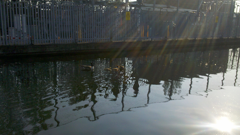 Baby Gooses